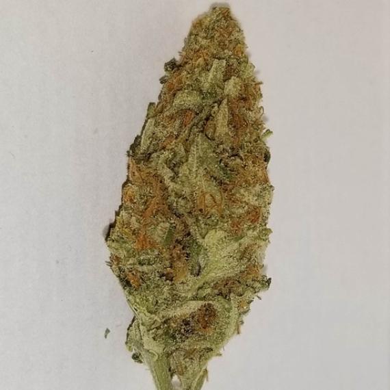 P.R. GLUE TRAP PURPLE (2 For 1)