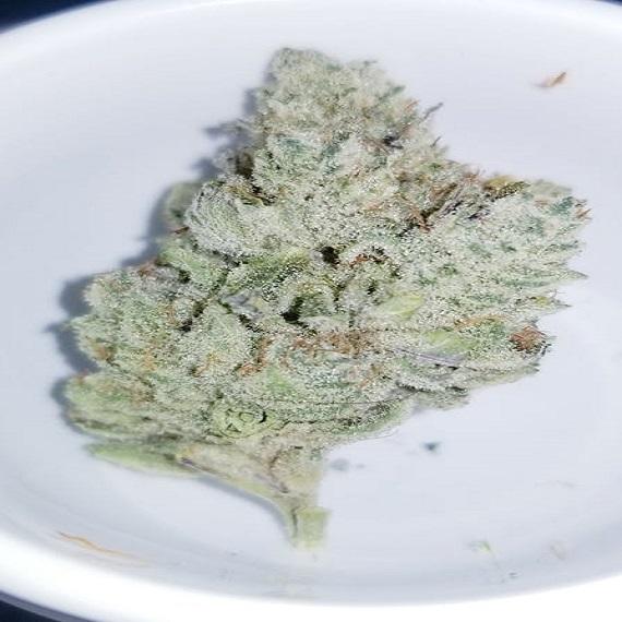 B.o.g.o CRAZY GLUE EXOTICS