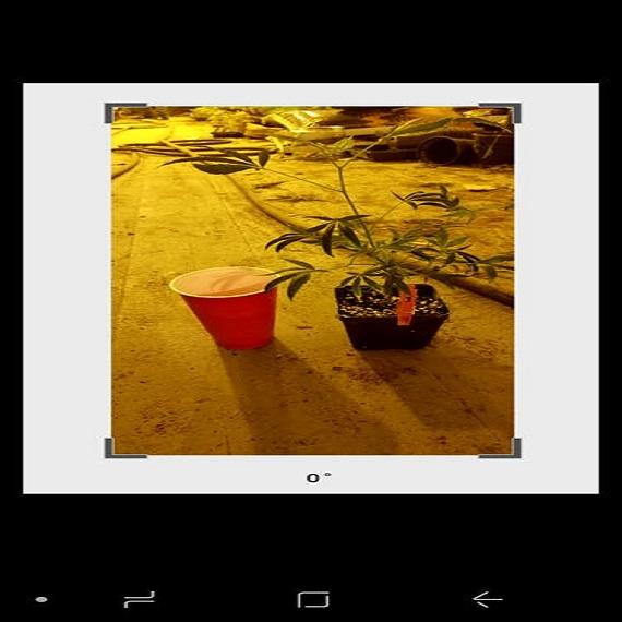 SUPER CLONES ( 1' FEET HIGH TEENS)